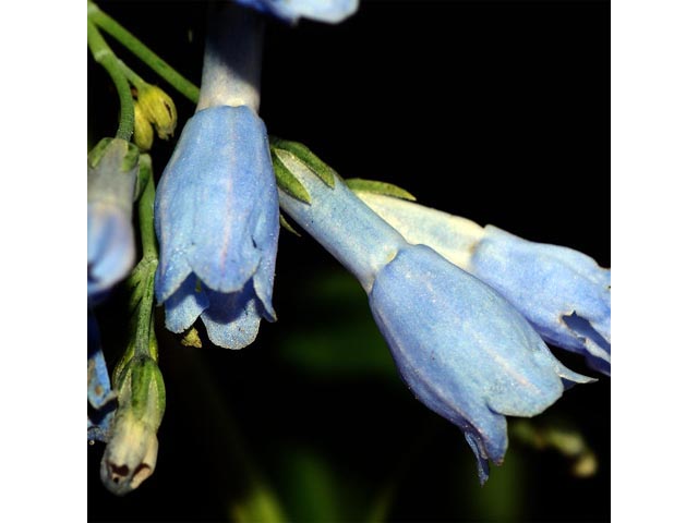 Mertensia ciliata (Tall fringed bluebells) #63008