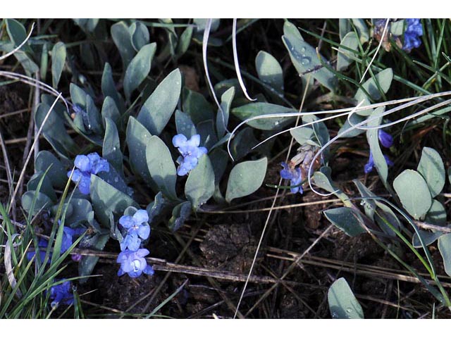 Mertensia humilis (Rocky mountain bluebells) #63013