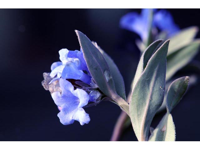 Mertensia humilis (Rocky mountain bluebells) #63019