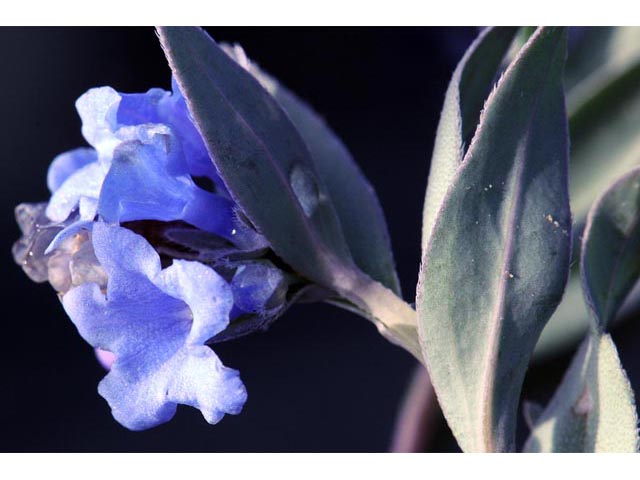 Mertensia humilis (Rocky mountain bluebells) #63020