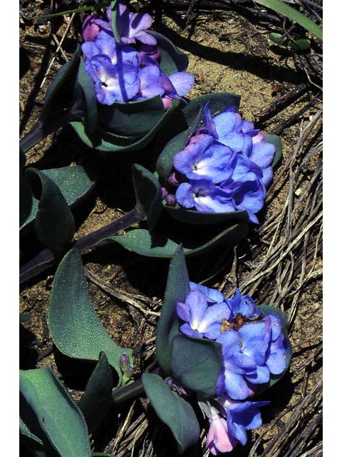 Mertensia humilis (Rocky mountain bluebells) #63025