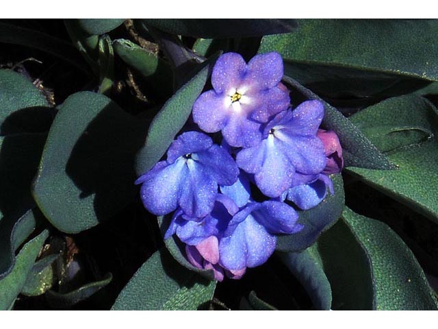 Mertensia humilis (Rocky mountain bluebells) #63026