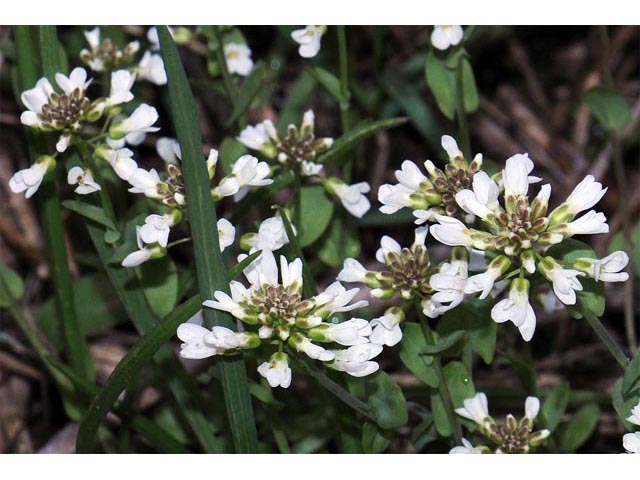 Noccaea fendleri ssp. glauca (Alpine pennycress) #63111