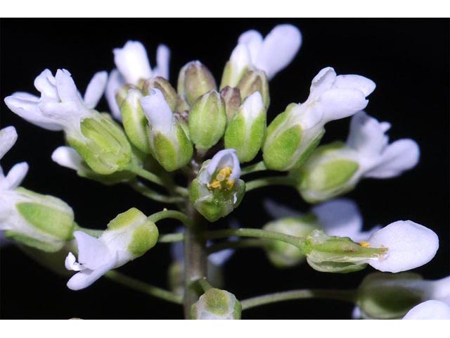 Noccaea fendleri ssp. glauca (Alpine pennycress) #63113