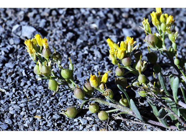 Physaria rectipes (Straight bladderpod) #63147