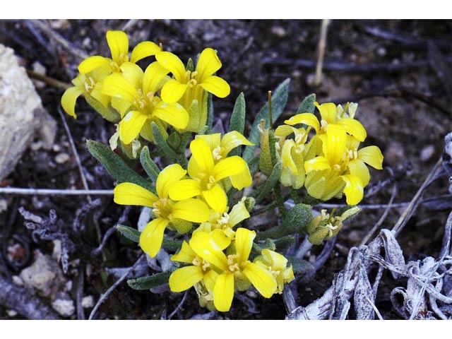 Physaria reediana (Alpine bladderpod) #63186