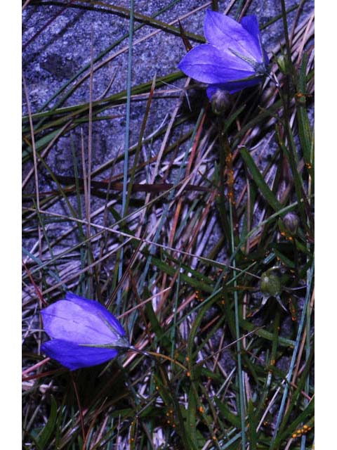 Campanula rotundifolia (Bluebell bellflower) #63226