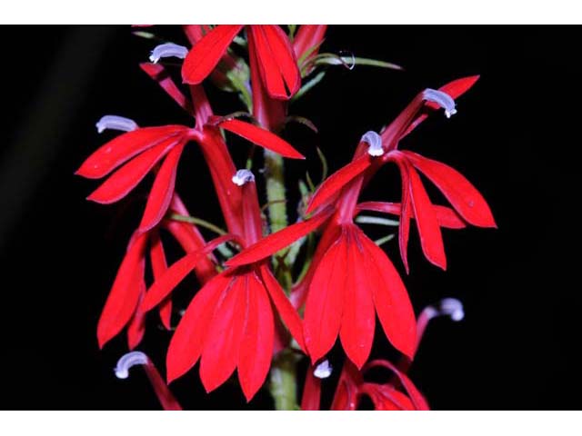 Lobelia cardinalis (Cardinal flower) #63236