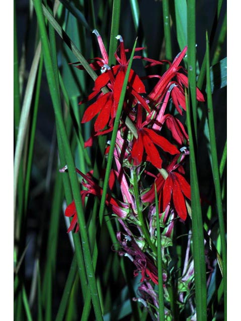 Lobelia cardinalis (Cardinal flower) #63239