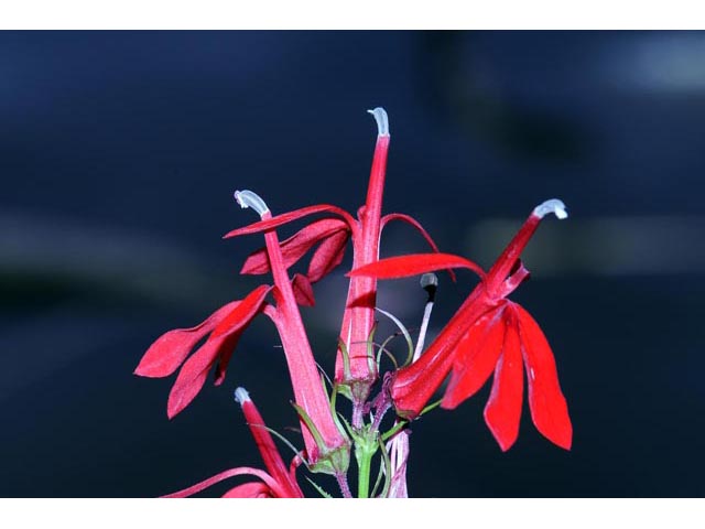 Lobelia cardinalis (Cardinal flower) #63241