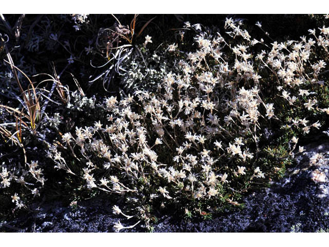 Minuartia austromontana (Columbian stitchwort) #63384