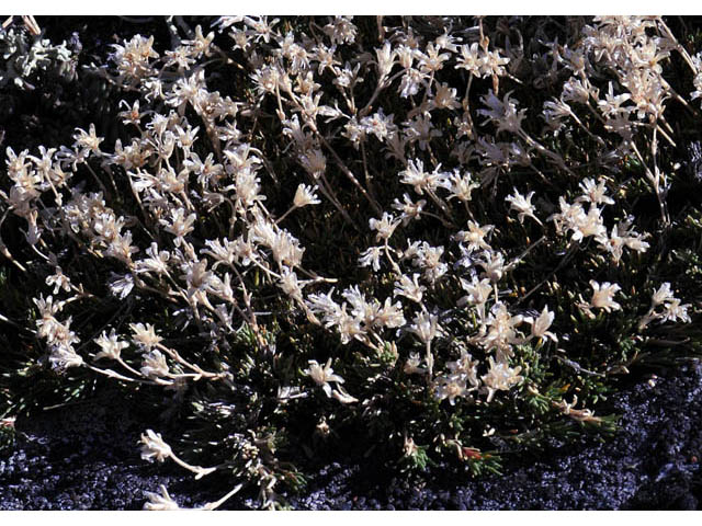 Minuartia austromontana (Columbian stitchwort) #63385