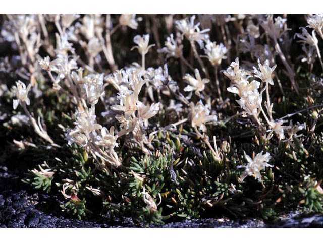 Minuartia austromontana (Columbian stitchwort) #63387