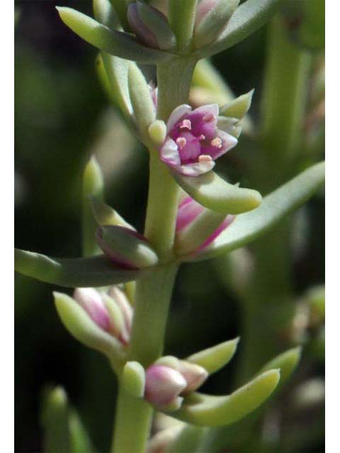 Nitrophila occidentalis (Boraxweed) #63468