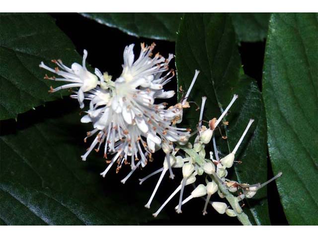Clethra alnifolia (Coastal pepperbush) #63528