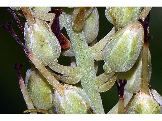 Clethra alnifolia (Coastal pepperbush) #63546