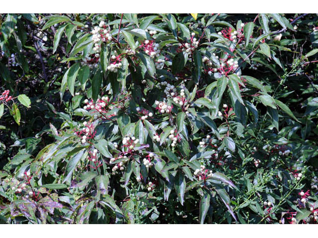 Cornus racemosa (Gray dogwood) #63641