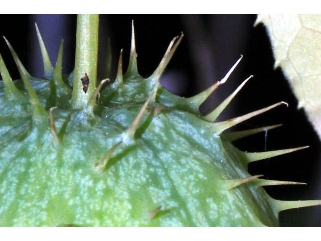Echinocystis lobata (Wild cucumber) #63705