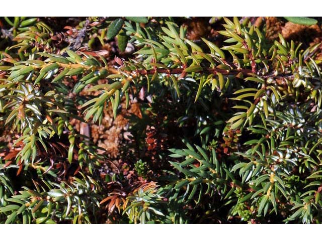 Juniperus communis var. depressa (Common juniper) #63715