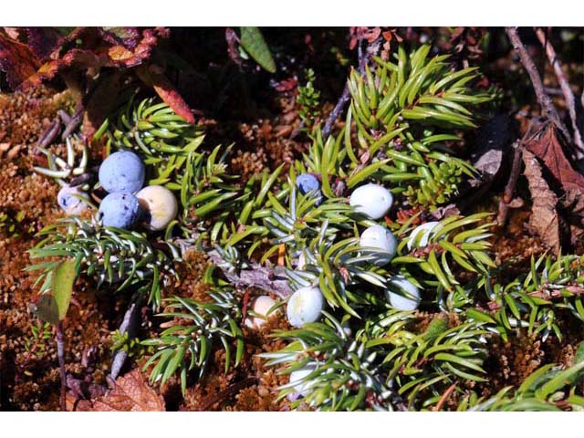Juniperus communis var. depressa (Common juniper) #63721