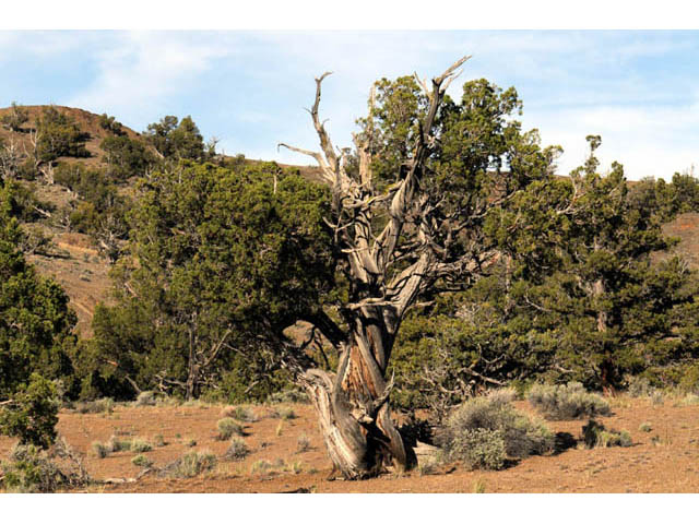 Juniperus occidentalis (Western juniper) #63740