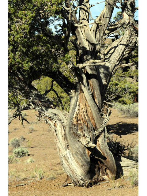 Juniperus occidentalis (Western juniper) #63742
