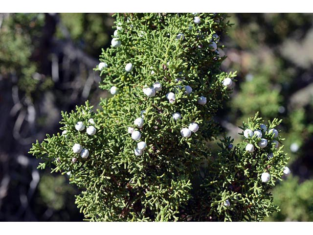 Juniperus osteosperma (Utah juniper) #63750