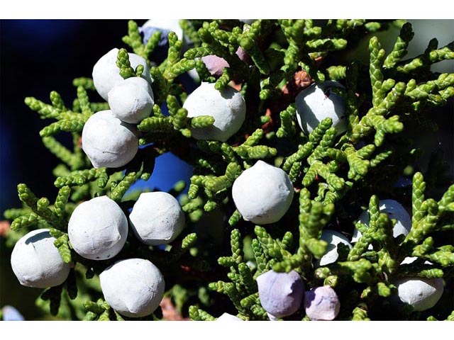 Juniperus osteosperma (Utah juniper) #63753