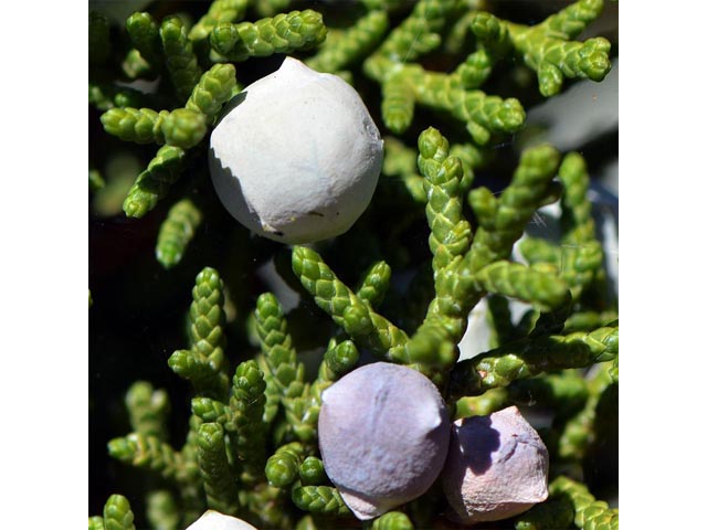 Juniperus osteosperma (Utah juniper) #63755