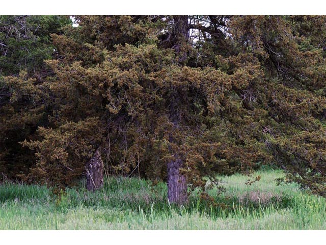 Juniperus scopulorum (Rocky mountain juniper) #63769