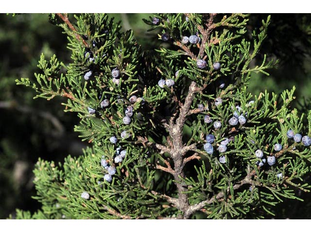 Juniperus scopulorum (Rocky mountain juniper) #63780