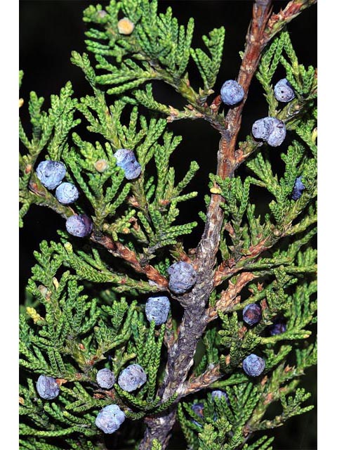Juniperus scopulorum (Rocky mountain juniper) #63783