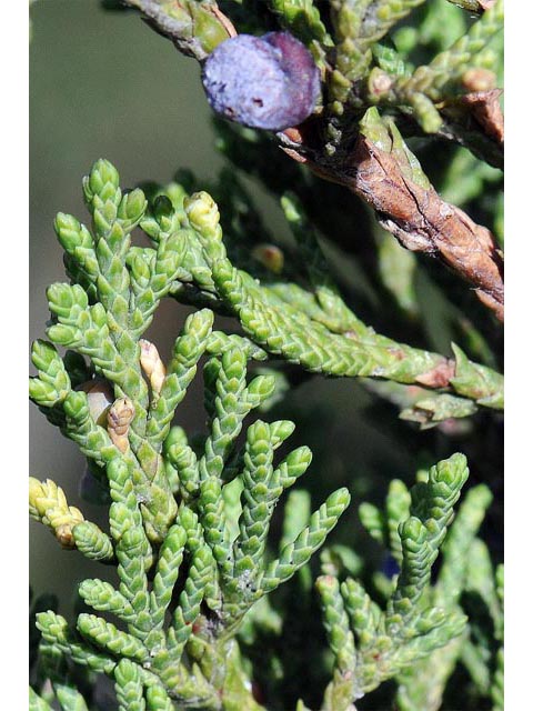 Juniperus scopulorum (Rocky mountain juniper) #63785