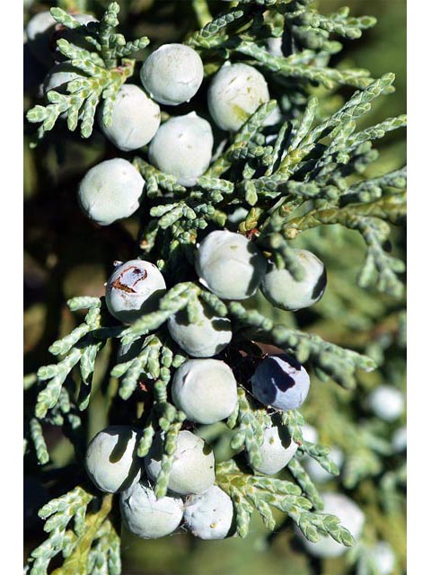 Juniperus scopulorum (Rocky mountain juniper) #63803
