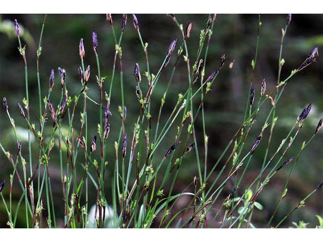 Carex plantaginea (Plantainleaf sedge) #63833