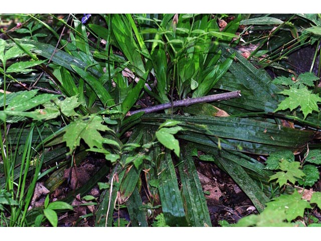 Carex plantaginea (Plantainleaf sedge) #63834