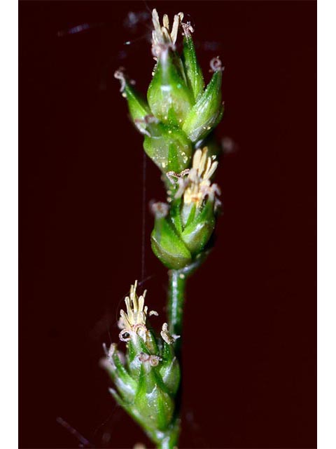 Carex sparganioides (Bur-reed sedge) #63856