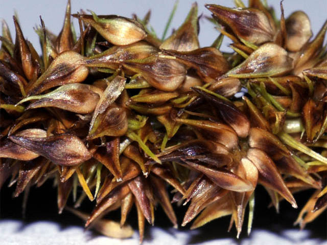 Carex vulpinoidea (Fox sedge) #63874
