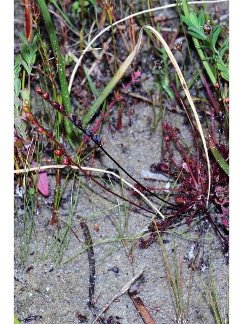 Drosera intermedia (Spoonleaf sundew) #63902