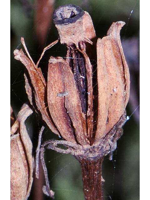 Monotropa uniflora (Indianpipe) #64597