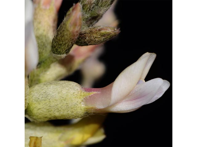 Astragalus albulus (Cibola milkvetch) #64671