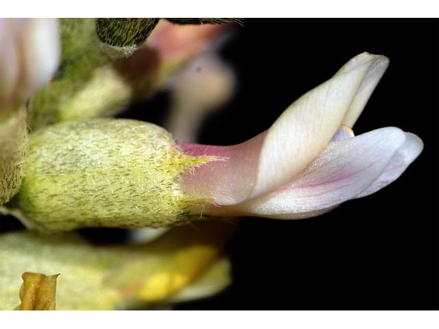 Astragalus albulus (Cibola milkvetch) #64672
