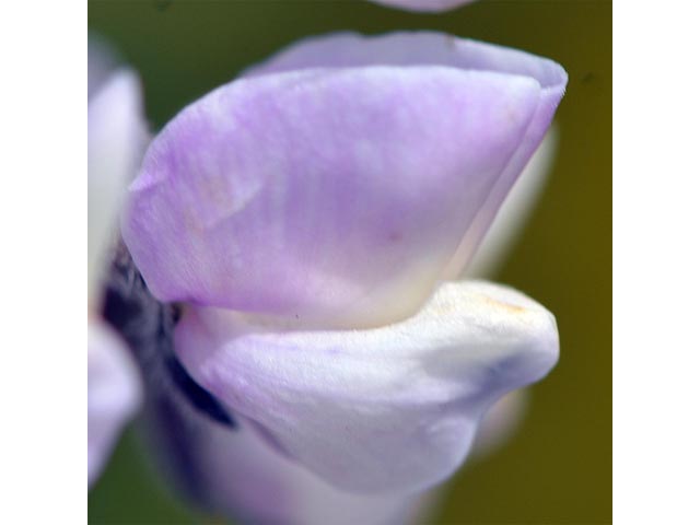 Lupinus parviflorus ssp. parviflorus (Lodgepole lupine) #64765