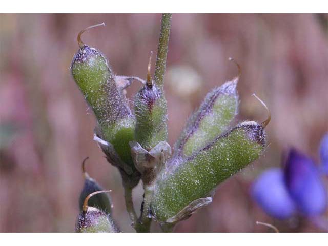Lupinus bicolor (Miniature lupine) #64794