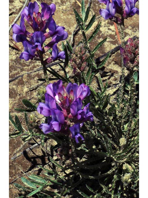 Oxytropis lambertii (Purple locoweed) #64860