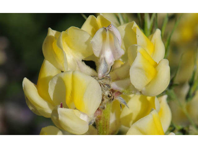 Lupinus arbustus (Longspur lupine) #64944