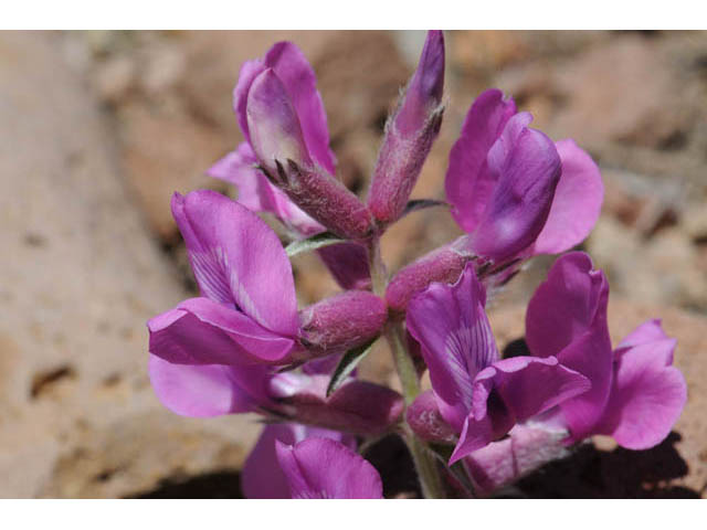 Oxytropis lambertii var. bigelovii (Purple locoweed) #66014