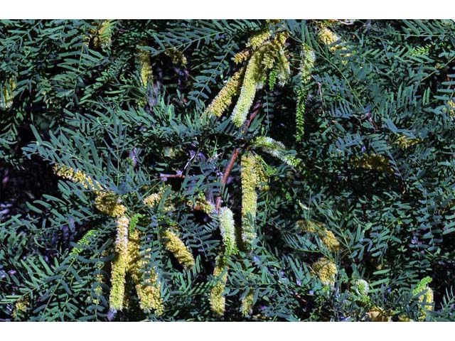 Prosopis pubescens (Screwbean mesquite) #66023