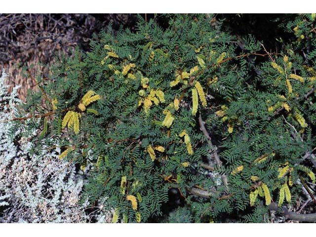 Prosopis pubescens (Screwbean mesquite) #66024