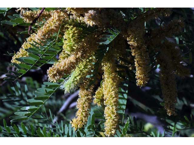 Prosopis pubescens (Screwbean mesquite) #66027